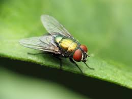 Diptera